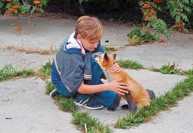 Ручная лисица играет с ребенком («Природа» №12, 2018)