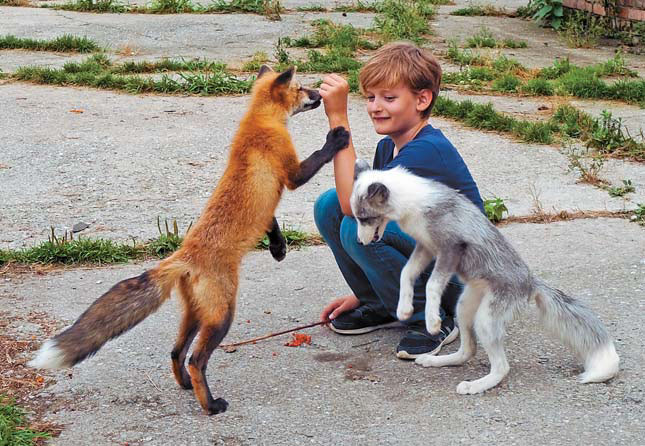 Ручная лисица играет с ребенком («Природа» №12, 2018)