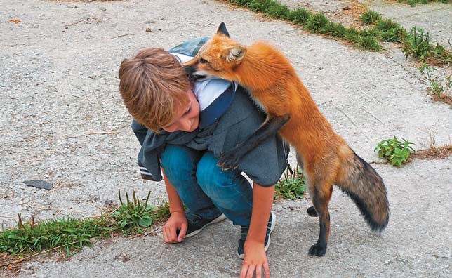 Ручная лисица играет с ребенком («Природа» №12, 2018)