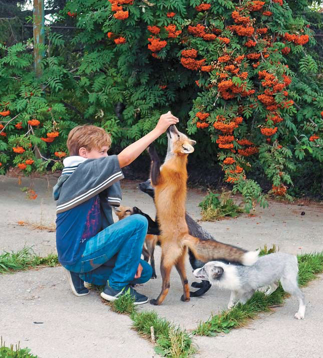 Ручная лисица играет с ребенком («Природа» №12, 2018)