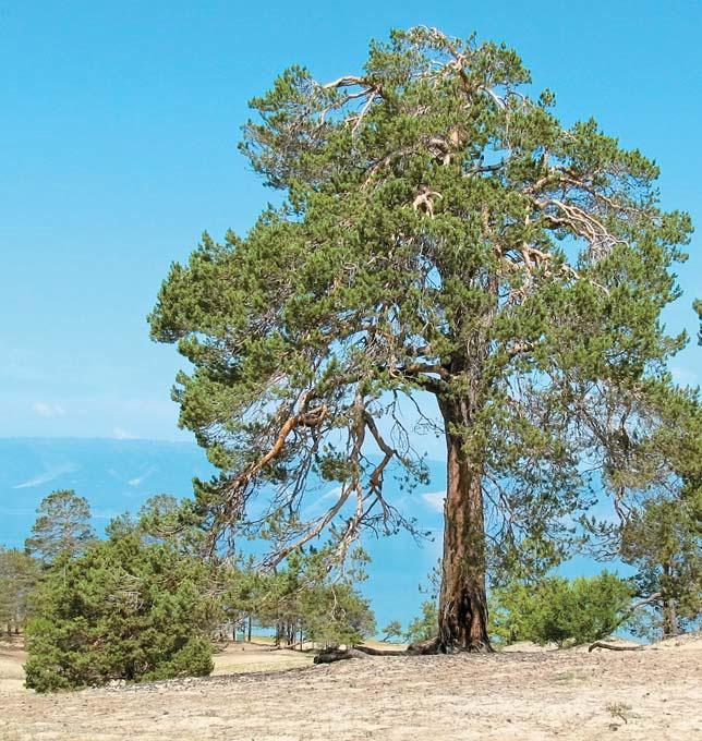 Сосна на Сарайском песчаном массиве на берегу одноименного залива («Природа» №12, 2018)