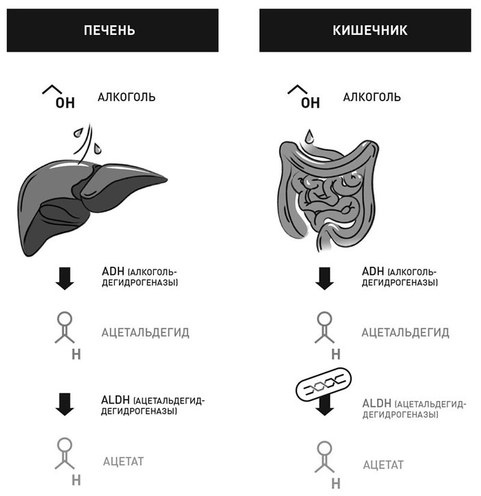 Биохимия похмелья («Популярная механика» №12, 2019)