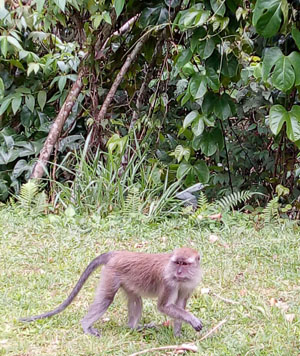 Яванские макаки («Троицкий вариант» №25, 2019)