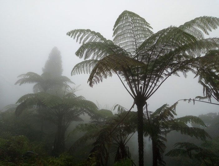 В горах Малайзии («Троицкий вариант» №25, 2019)