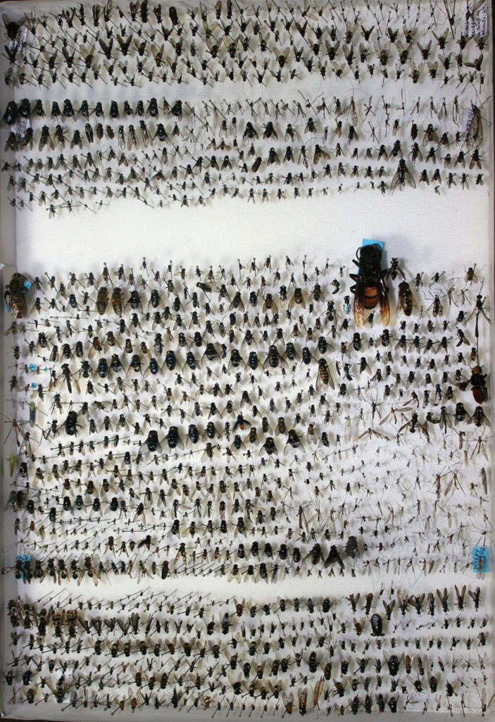 Результат двух недель работы в Малайзии («Троицкий вариант» №25, 2019)