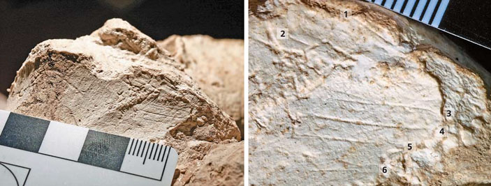 Насечки на уплощенной передней поверхности верхнего эпифиза правой бедренной кости лошади («Природа» №1, 2019)