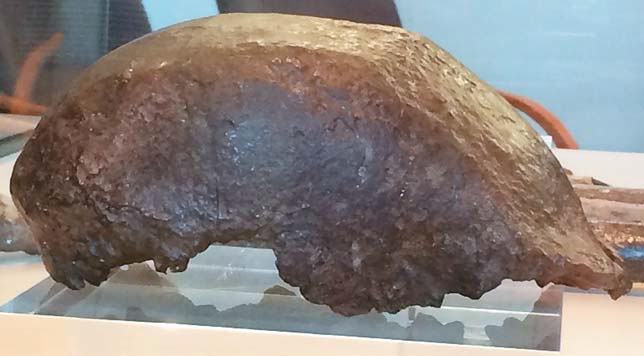 Череп питекантропа, вид сбоку («Природа» №1, 2019)