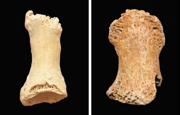 Фаланга стопы неандертальской женщины и массивная необычная концевая фаланга кисти неандертальца, найденные в Денисовой пещере («Природа» №1, 2019)