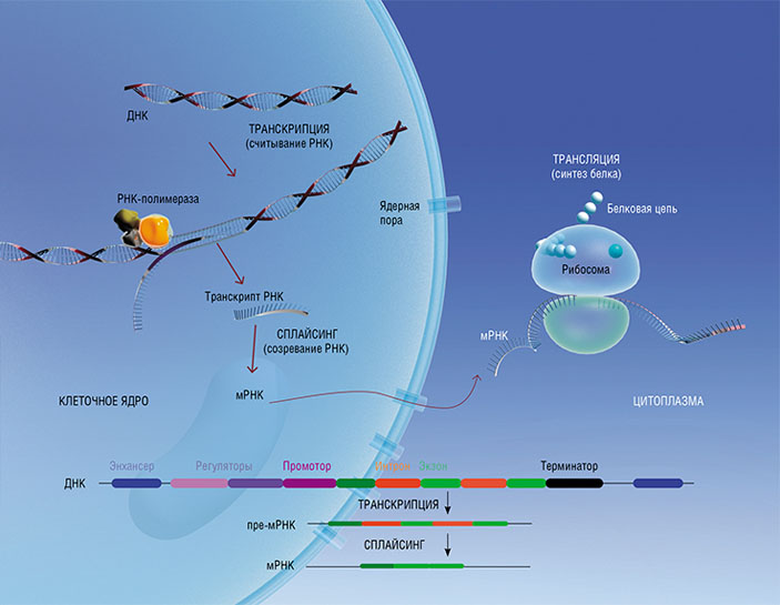 В начале гена находятся разнообразные регуляторы («Наука из первых рук» №4(84), 2019)