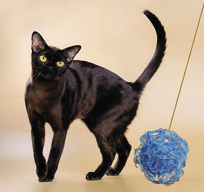 Точечная мутация cs у кошек бирманского окраса приводит к выраженному осветлению цвета шерсти тела до темно-коричневого («Наука из первых рук» №4(84), 2019)