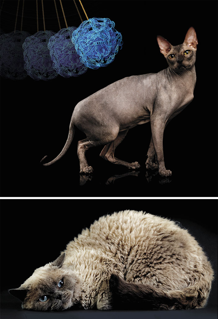 Кошки с мутантным белком кератина KRT71 («Наука из первых рук» №4(84), 2019)