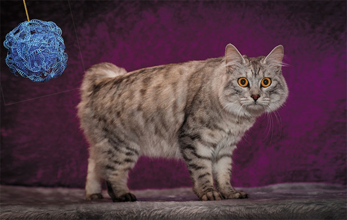 Все бесхвостые кошки острова Мэн гетерозиготы по гену Brachyury («Наука из первых рук» №4(84), 2019)