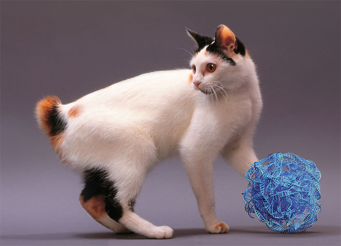 У японских бобтейлов мутация в гене HES7 приводит к сокращению числа и уменьшению длины хвостовых позвонков («Наука из первых рук» №4(84), 2019)