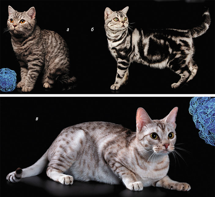 Ген Тa (Tabby) обеспечивает чередование светлых и темных зон на поверхности тела животного («Наука из первых рук» №4(84), 2019)