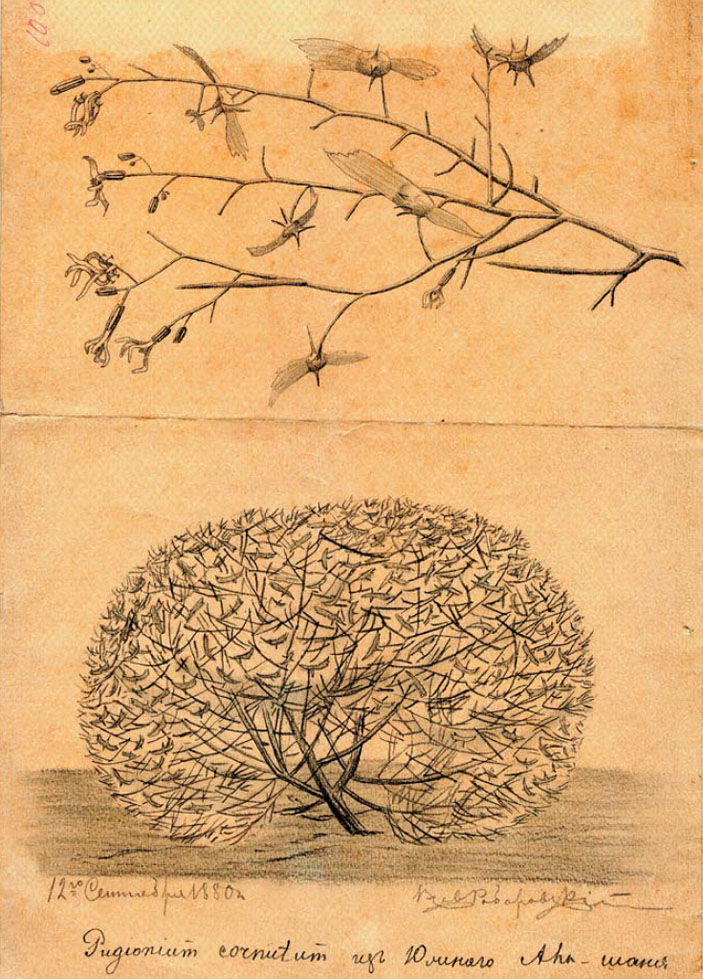 Pugionium cornutum из южного Алашаня («Наука из первых рук» №4(84), 2019)