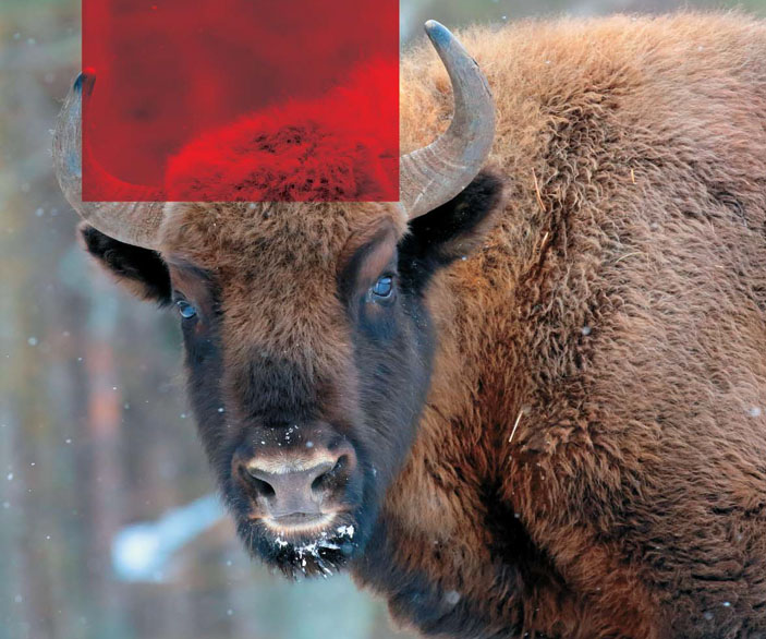 Зубр («Наука из первых рук» №4(84), 2019)