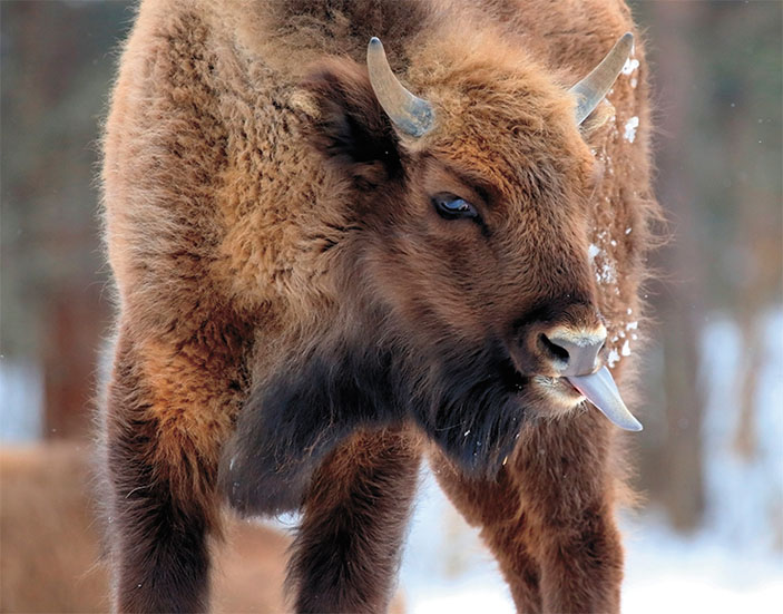 Как и у жирафов, язык для зубров — важный инструмент, которым он умело манипулирует поедаемой растительностью («Наука из первых рук» №4(84), 2019)