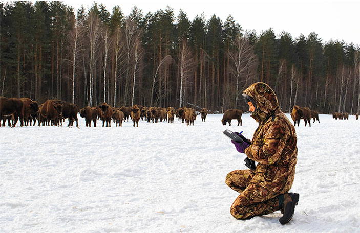 Южная группировка зубров — самая крупная в «Орловском Полесье» («Наука из первых рук» №4(84), 2019)