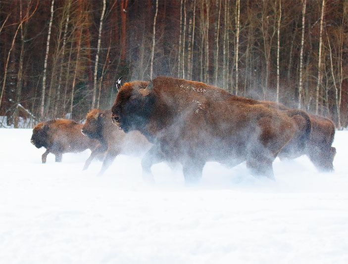 Группа зубров, несущаяся по полю («Наука из первых рук» №4(84), 2019)