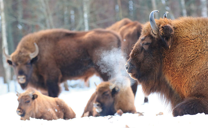 После кормежки зубры обычно ложатся на землю, чтобы спокойно пережевать «жвачку» («Наука из первых рук» №4(84), 2019)