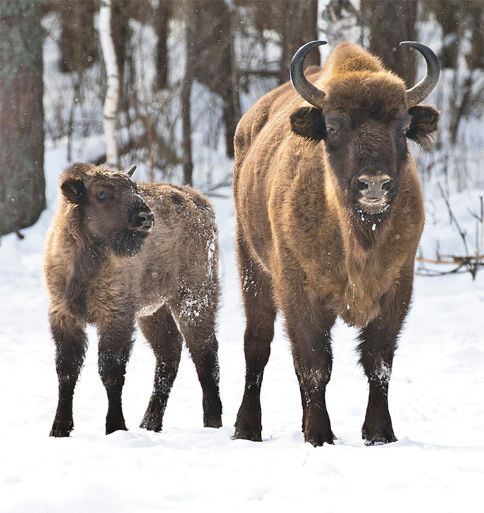 В отличие от многих других лесных видов у зубров детеныш следует за матерью с рождения («Наука из первых рук» №4(84), 2019)