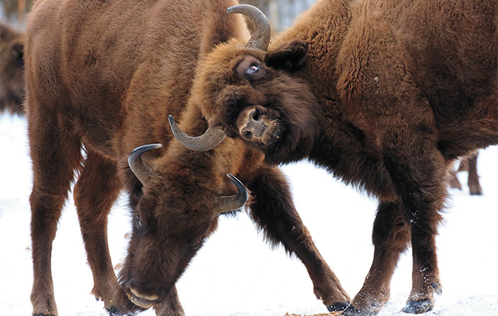 Во время столкновения «лицом к лицу» зубру необходимо одновременно контролировать направление своих ударов и уворачиваться от острых рогов партнера по спаррингу («Наука из первых рук» №4(84), 2019)
