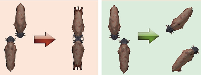 Взаимное расположение зубров при двух вариантах развития агонистического контакта («Наука из первых рук» №4(84), 2019)