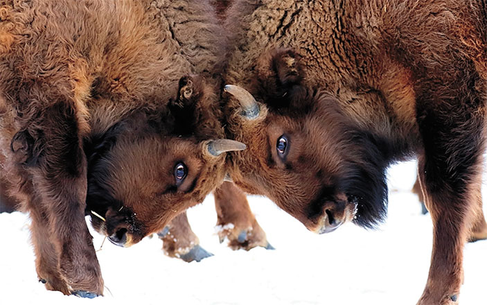 Молодые зубры бодаются и толкают друг друга лбами («Наука из первых рук» №4(84), 2019)