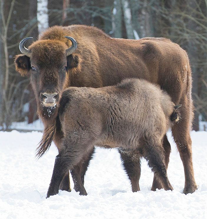 Зубренок держит мать в поле зрения левого глаза («Наука из первых рук» №4(84), 2019)