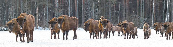 Группа зубров («Наука из первых рук» №4(84), 2019)