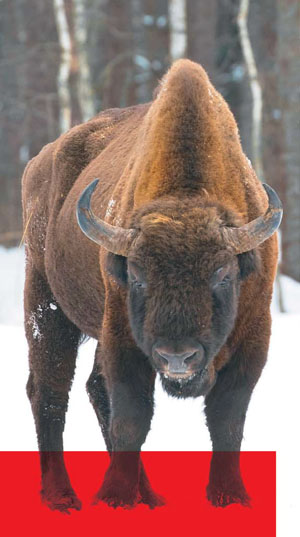 Зубр («Наука из первых рук» №4(84), 2019)