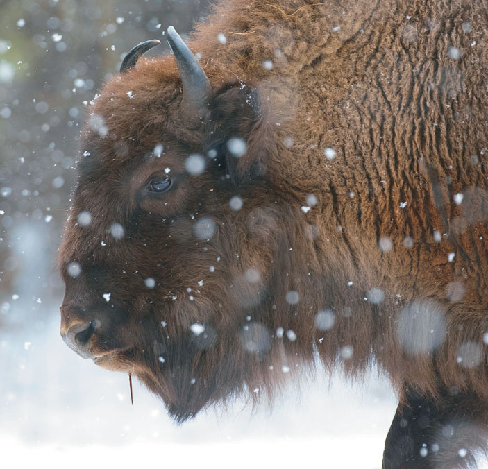 Взрослый самец зубра («Наука из первых рук» №4(84), 2019)