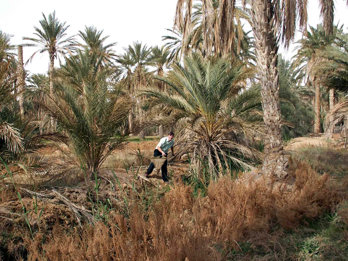 В оазисе Дуз, Тунис («Троицкий вариант» №1, 2020)