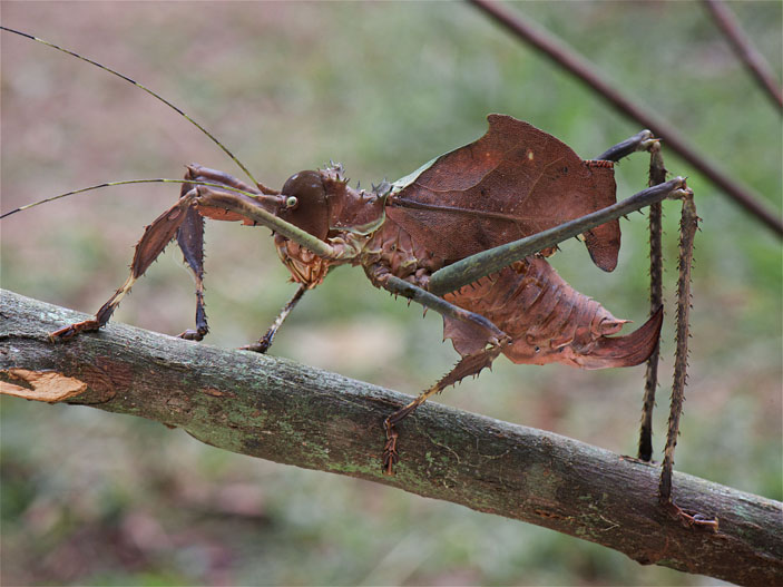 Редкий лесной кузнечик Acridoxena hewaniana («Троицкий вариант» №1, 2020)