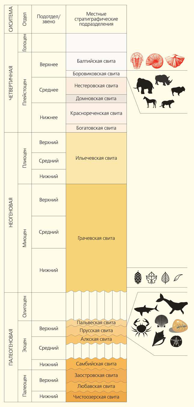 Упрощенный стратиграфический разрез кайнозойских отложений Калининградской обл. с отметками концентрации окаменелостей («Природа» №3, 2019)