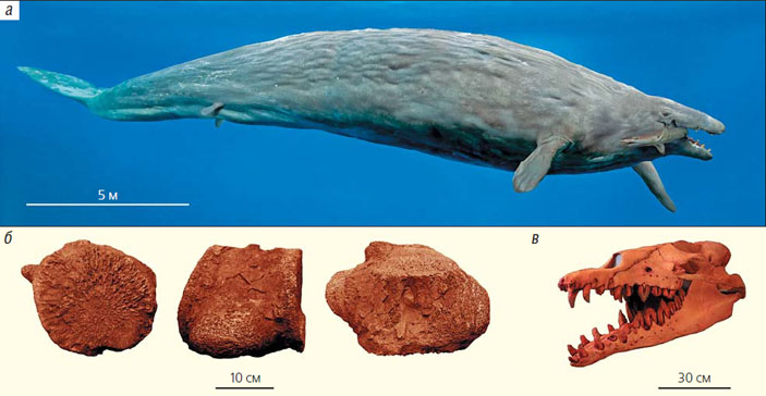 Реконструкция и фрагменты скелета базилозавра (Basilosaurus) («Природа» №3, 2019)