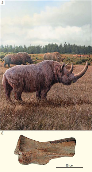 Шерстистый носорог (Coelodonta antiquitatis) («Природа» №3, 2019)