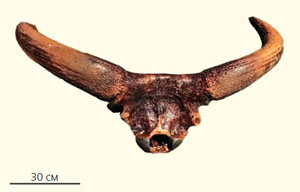 Фрагмент задней части черепа тура («Природа» №3, 2019)