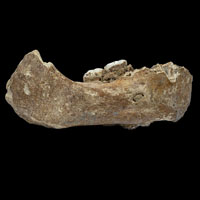 Тибетский денисовец