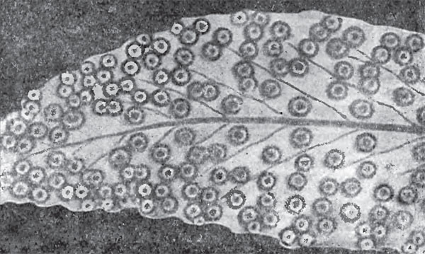Лист, пораженный мозаичной болезнью («Наука и жизнь» №10, 2019)