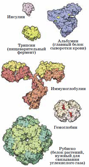 Некоторые важнейшие белки («Квантик» №9, 2019)