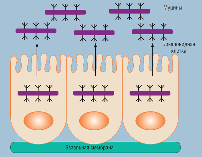 Муцины, которые производят эпителиальные клетки почти всех животных и человека, имеют гелеобразную консистенцию и входят в состав секрета всех слизистых желез («Наука из первых рук» №5/6(85), 2019)