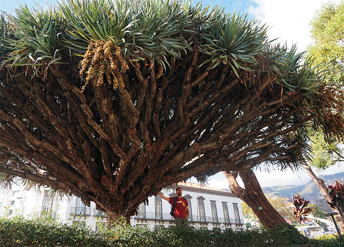 В Макаронезии встречается большое число видов драцен («Наука из первых рук» №5/6(85), 2019)