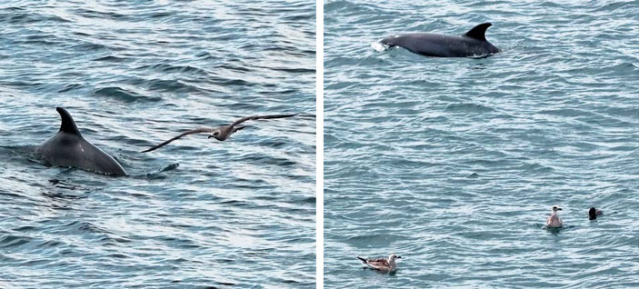 Фотографии афалин, сделанные со стационарного наблюдательного пункта («Природа» №3, 2019)