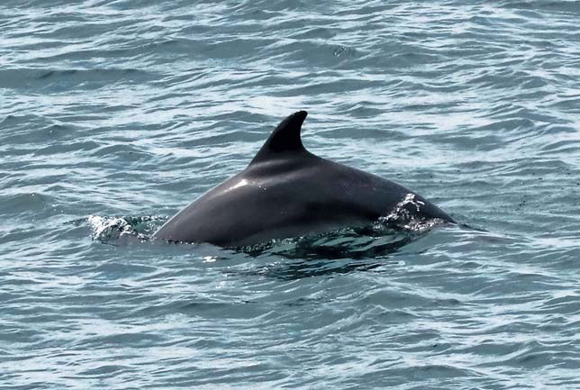 Дельфин-афалина в районе бухты Ласпи («Природа» №3, 2019)