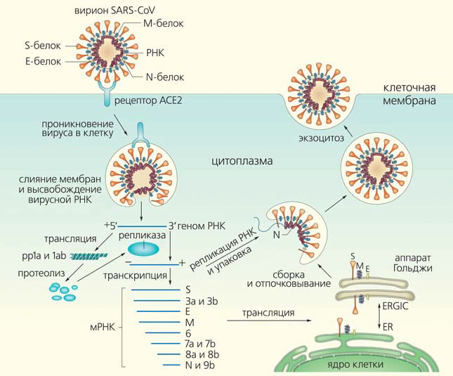 Рис. 3. Жизненный цикл SARS-CoV («Природа» №3, 2020)