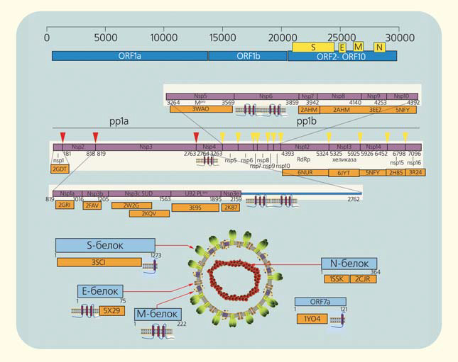Рис. 4. Наглядное изображение генома коронавируса и его структурных элементов («Природа» №3, 2020)