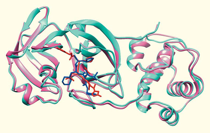 Рис. 7. Наложение расшифрованной протеазы SARS-CoV-2 на гомологичную протеазу SARS-CoV («Природа» №3, 2020)