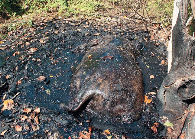 Труп коровы в современной асфальтовой ловушке Лас-Бреас де Сан-Фелипе («Природа» №4, 2019)