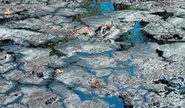 Трупы птиц в современной асфальтовой ловушке Лас-Бреас де Сан-Фелипе («Природа» №4, 2019)